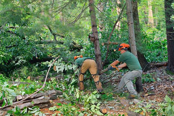 How Our Tree Care Process Works  in  New Buffalo, MI